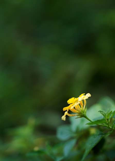 yellow lantana close up