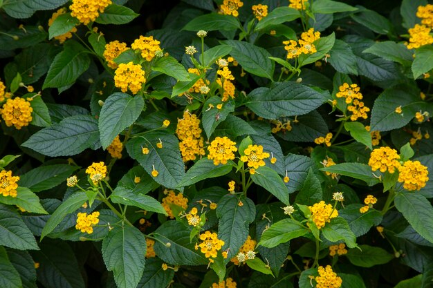 Yellow lantana flower Lantana acuelatr with blurry background Common name chapel hill camara flower