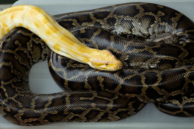 Photo yellow lavender tiger albino python resting on black royal python snake