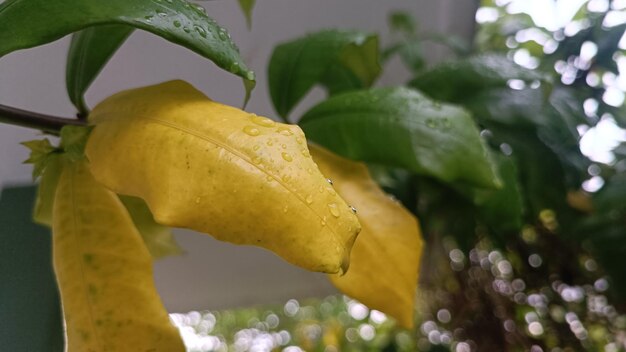 Photo a yellow leaf among green leaves with dew drops of rain