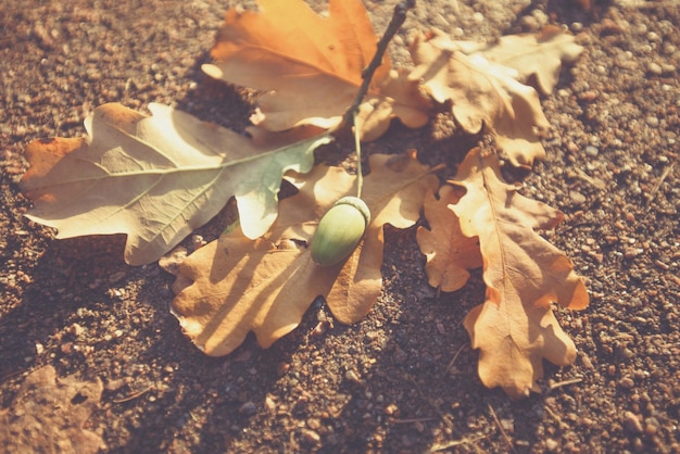 Yellow leaf autumn acorns concept of the approach of autumn