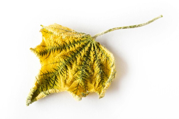 Yellow leaf in autumn Background texture