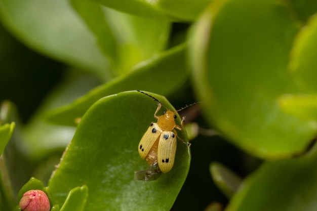 Yellow leaf beetle of the species Metaxyonycha octosignata on a leaf