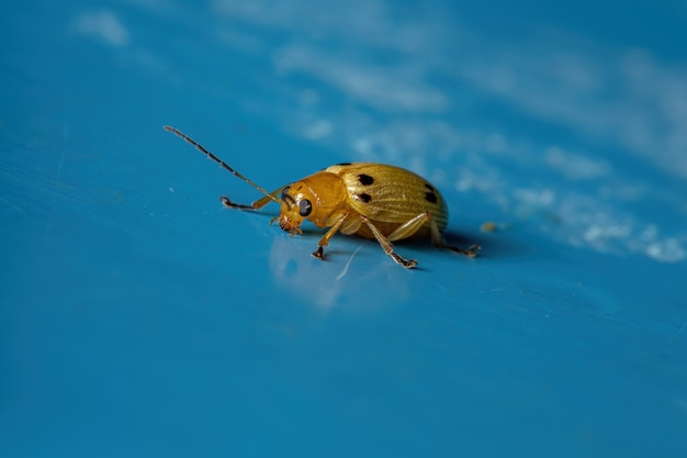 Metaxyonychaoctosignata種の黄色いハムシ
