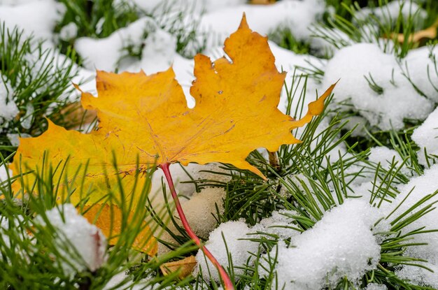 Foto una foglia gialla su un albero di natale in inverno nella neve.