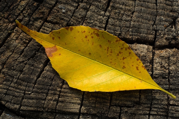 Yellow leaf on felled wood texture background close-up