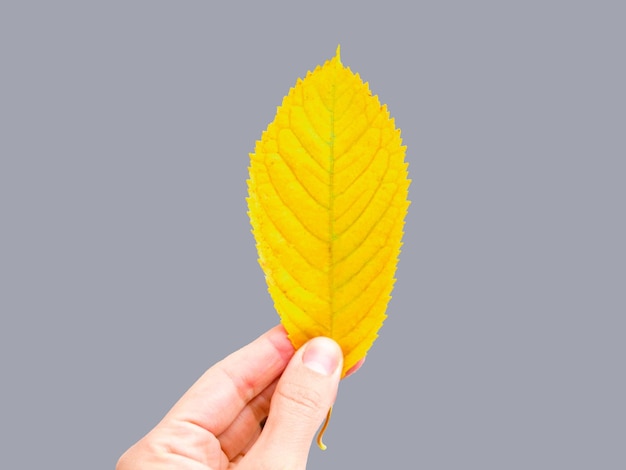 Yellow leaf in female hand on gray background space for text