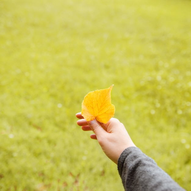 Yellow leaf in female hand. 