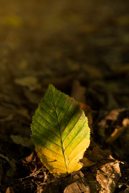 Yellow leaf on the ground of a tree, against the background of other orange, yellow and green leaves and trees in the autumn forest.autumn background. Beautiful artistic light at sunset.Close up