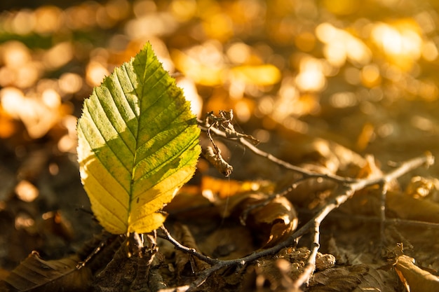Желтый лист на земле дерева, на фоне других оранжевых, желтых и зеленых листьев и деревьев в осеннем лесу. Осенний фон. Красивый художественный свет на закате. Крупным планом