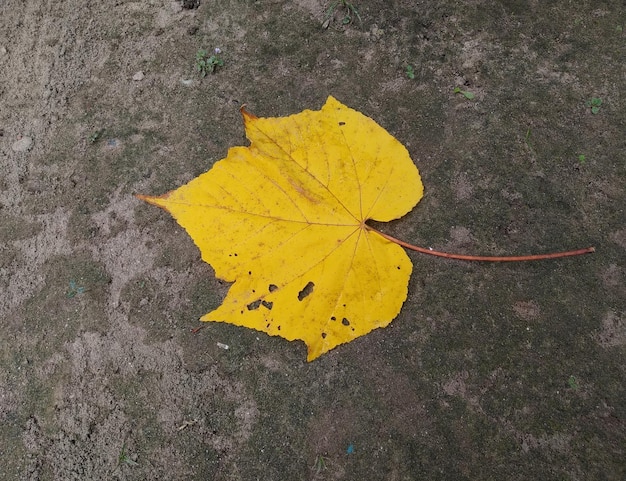 Foto una foglia gialla a terra con sopra la parola acero