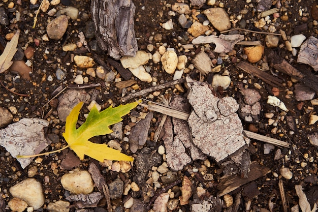 Foglia gialla sul terreno