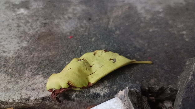 Photo a yellow leaf on the ground