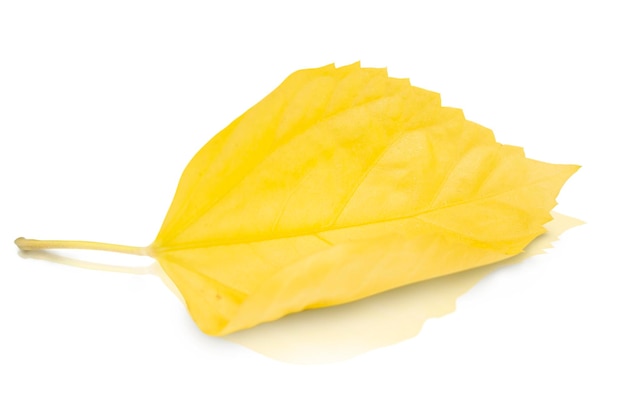 A yellow leaf is on a white background