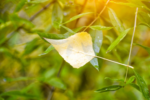 Yellow leaf lies against the green foliage. Beginning of autumn