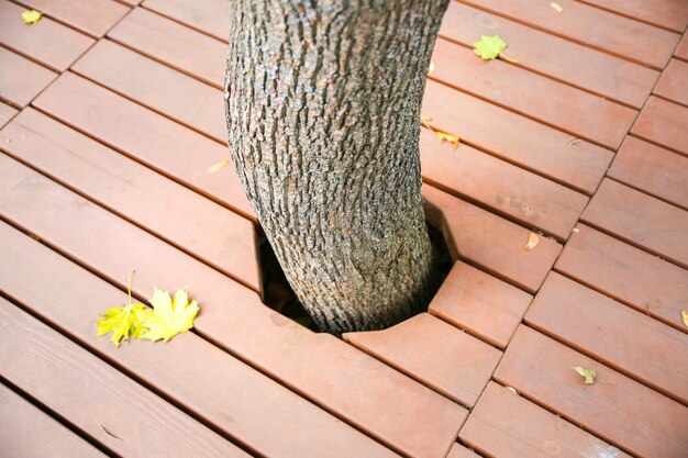 Foglia gialla che si trova sui precedenti di legno. albero che cresce attraverso il pavimento. foto d'autunno. texture naturali.