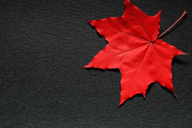 Yellow leaf of maple on black