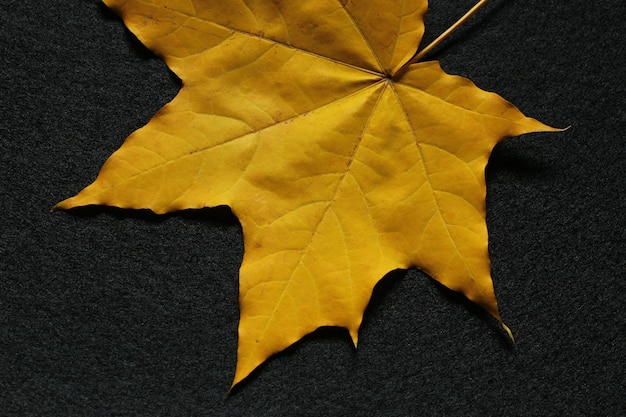 Yellow leaf of maple on black