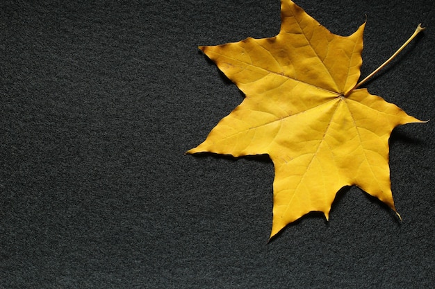 Yellow leaf of maple on black