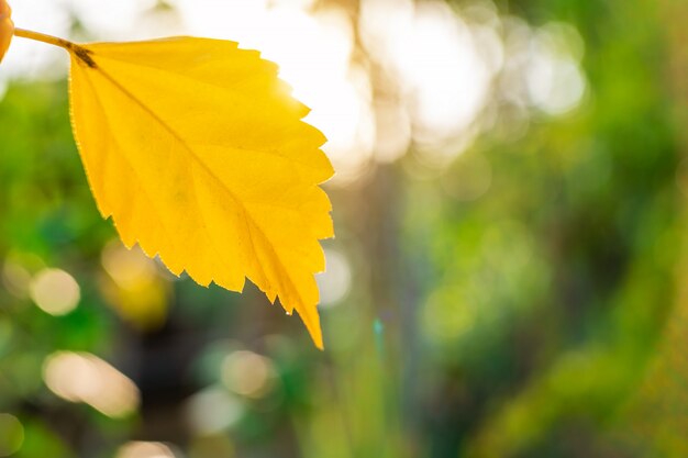 Yellow leaf nature with branch on light bokeh nature