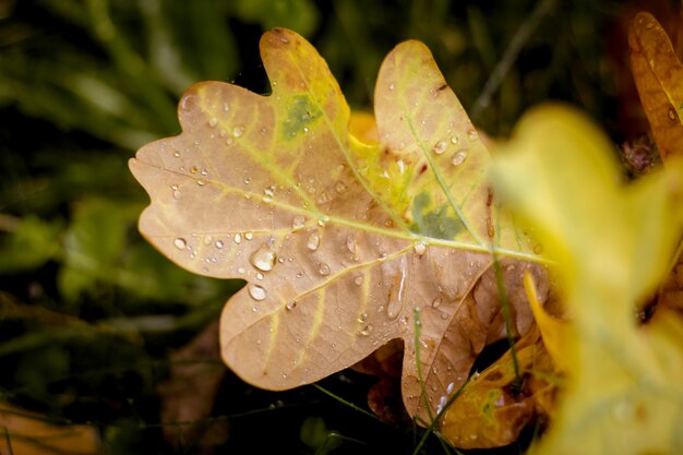 Yellow leaf a oak with drops of dew on the ground