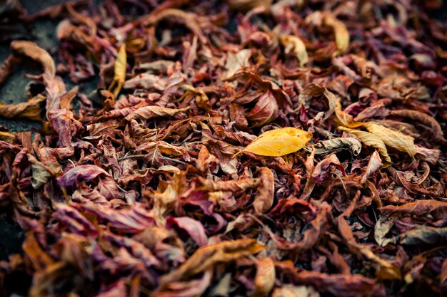 Yellow leaf on the pile of dried fallen leaves.