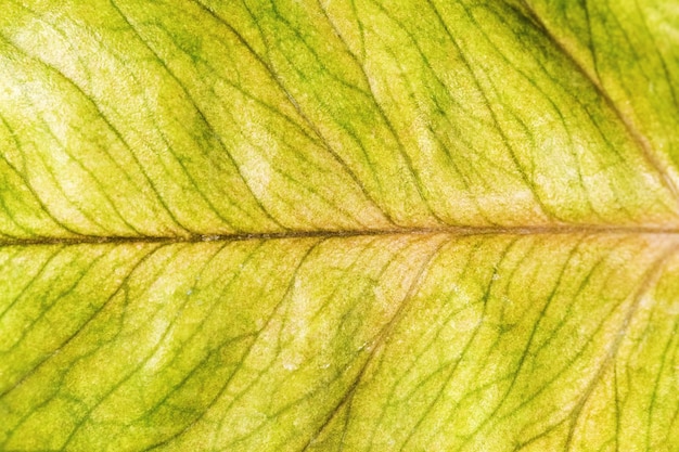 Photo yellow leaf of a plant