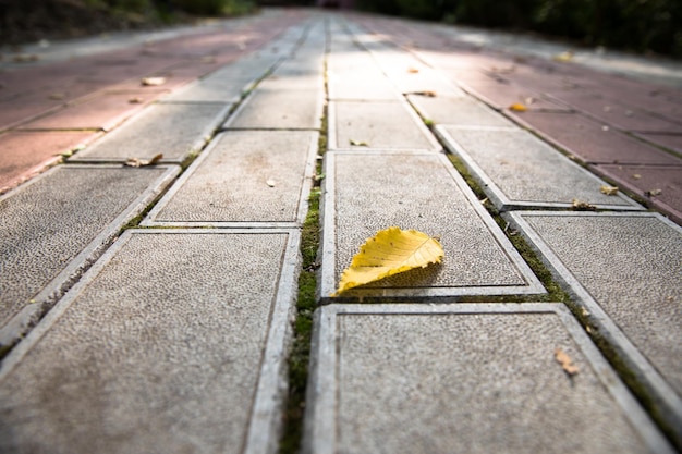 Yellow leaf on the road