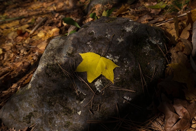 A yellow leaf on a rock