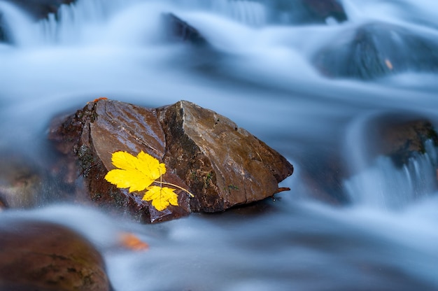 Foglia gialla su una pietra con muschio in prossimità di una cascata