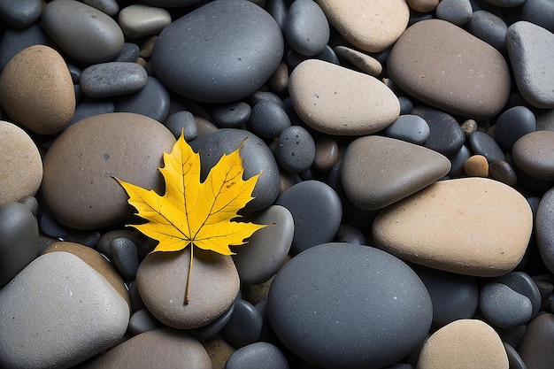 Yellow leaf on stones