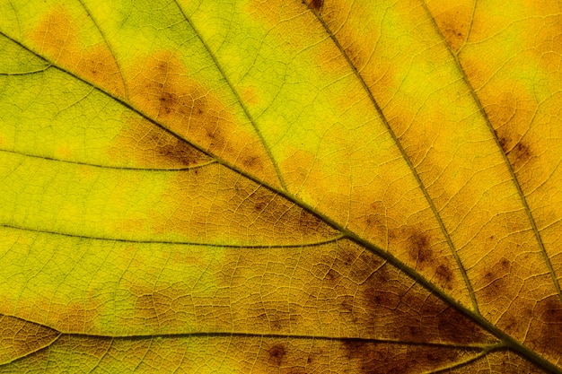 黄色の葉の質感