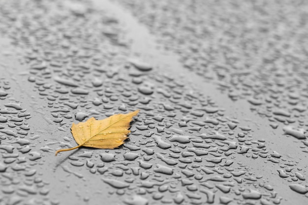 濡れた表面に黄色の葉。雨滴。