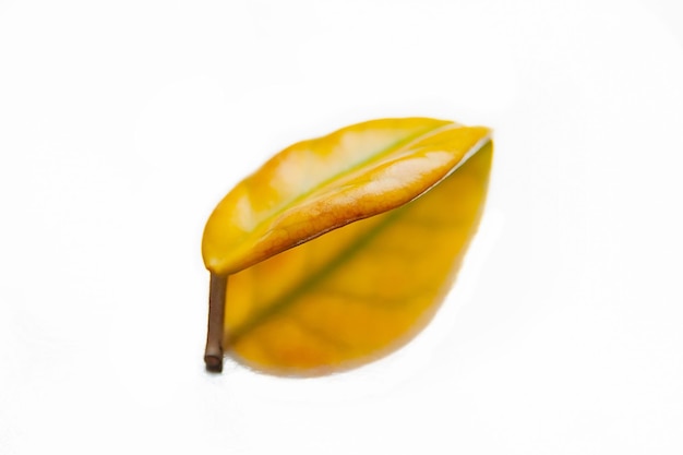 Yellow leaf on a white shiny background Closeup of a solitary leaf withering