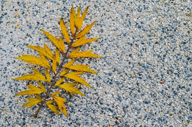 Yellow leaf on white terrazzo floor