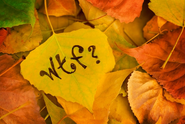 Yellow leaf with the inscription WTF on the background of fallen autumn leaves Toned