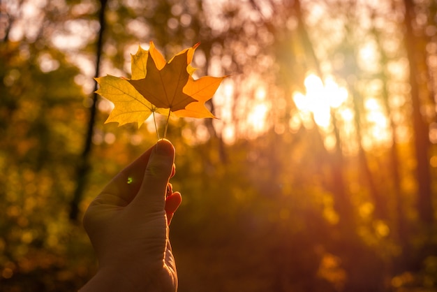 Yellow leaf in woman hand in sunny rays.