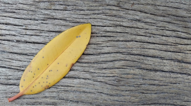 Photo yellow leaf on wooden background autumn background space for text