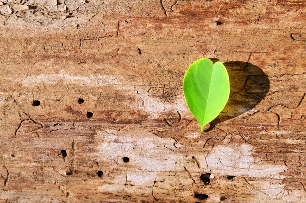 Yellow leaf on wooden textured background