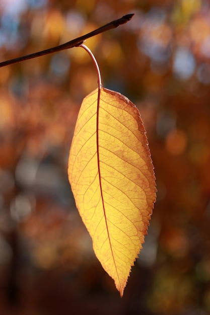 Yellow Leaf