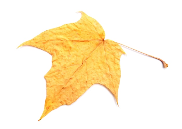 Yellow leaf