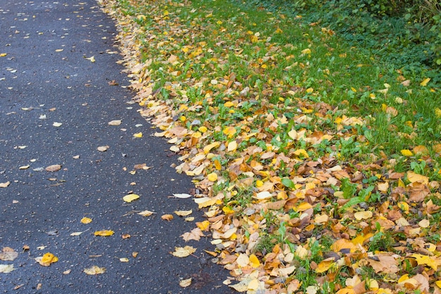 Photo yellow leaves on the asphalt sidewalk closeup