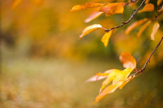 Желтые листья осенью вишни