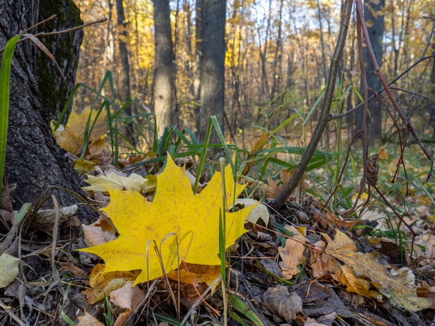 Yellow leaves in the autumn forest Maple leaf on the ground Bright colors of the September forest