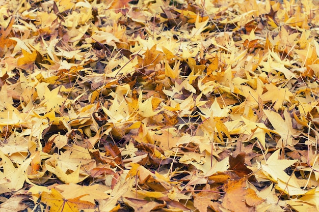 Yellow leaves autumn on the ground