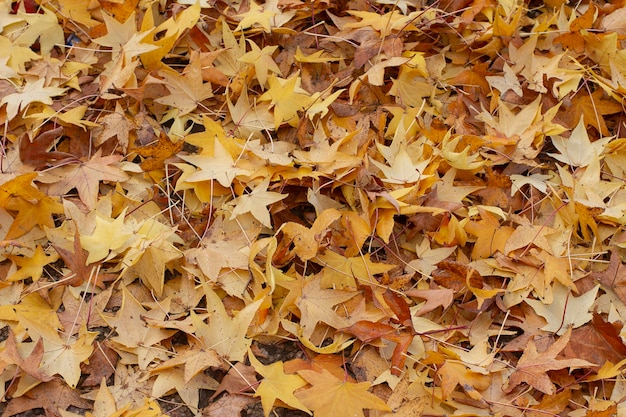 Yellow leaves autumn on the ground