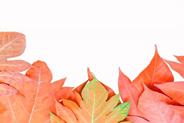 Yellow leaves autumn leaf on isolated background