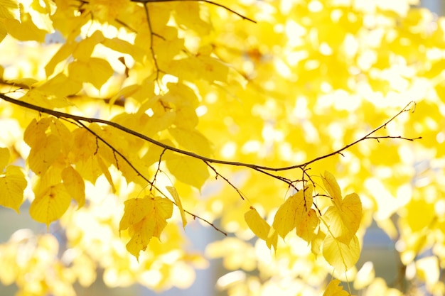 Yellow leaves background