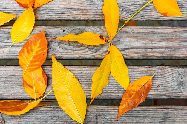 Yellow leaves on bench