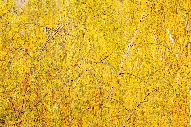 Желтые листья на березе